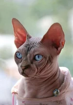 32D82554-B3AA-4179-B9FF-B71A623800EE.webp