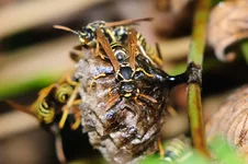DSC_9367.webp