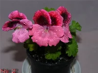  пеларгония 2.webp