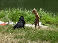 дресура.JPG
