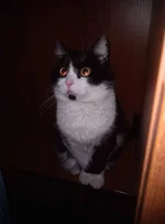 IMG-5e7b86426485e46c0cb57d8cf52f56ce-V.webp
