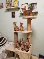 IMG-1e8d321133433ab787ab63f04be0a9b0-V.webp