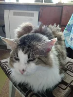 image.webp