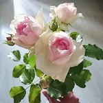 FB_IMG_1651502664371.webp