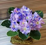 FB_IMG_1651509149006.webp