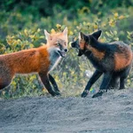 FB_IMG_1652460968290.webp