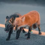 FB_IMG_1652460961741.jpg