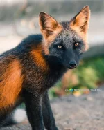 FB_IMG_1652460954680.webp