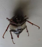  (4).webp