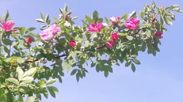 20220530_085100.webp