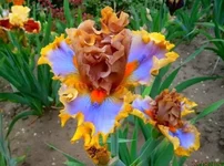 FB_IMG_1654110631717.webp