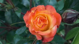 20220603_063910.webp