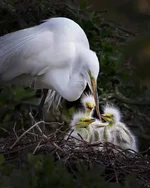 FB_IMG_1654521059440.webp