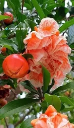 FB_IMG_1654543256967.webp