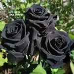 FB_IMG_1655225048182.jpg