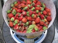 полуныця 18,06.jpg