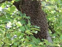  (16).webp