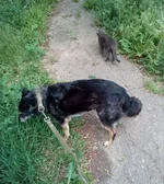 Снимокош7.JPG