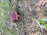IMG_20220806_144533.webp