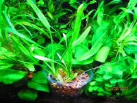  парва.webp