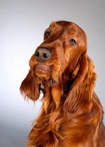 english_cocker_spaniel_01m.jpg