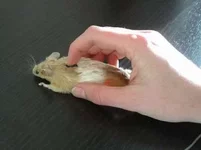 mouse.webp