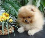 DSC00220.webp