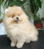 DSC00222.webp