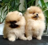 DSC00234.webp