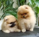 DSC00237.webp