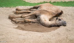 istockphoto-1057746460-1024x1024.webp