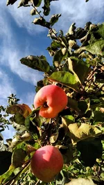 IMG_20220909_172902.webp