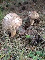 IMG_20220915_172517_compress72.webp