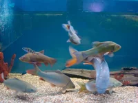 DSC01006.webp