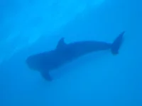 DSC01009.webp