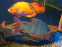 DSC01011.webp