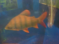 DSC01012.webp