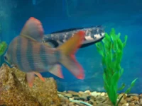 DSC01035.webp