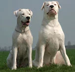 dogo-Argentino_02.webp
