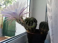 SP_A0418.webp