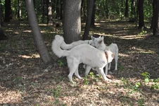  624.webp