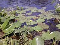 028.webp
