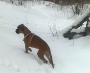 Первый снег.jpg