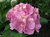  009.webp