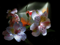 a988917ac049.gif