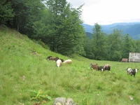 IMG_3004.jpg
