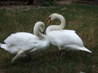 image129.jpg