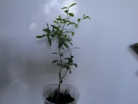 .webp