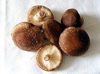 275px-Lentinula_edodes.jpg