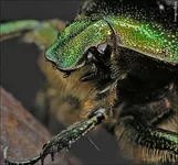 cetonia_aurata.webp